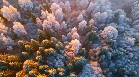 Pine tree tops covered in white frost on a cold winters morning, Stock Photos