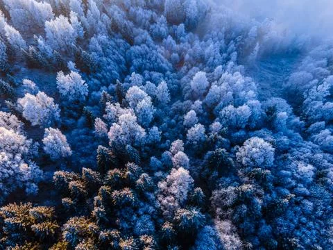 Pine tree tops covered in white frost on a cold winters morning, 库存照片