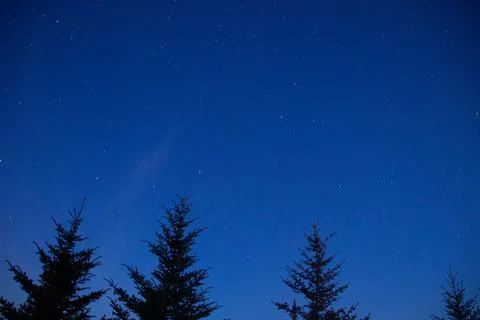 Pine tree tops at dusk Stock Photos