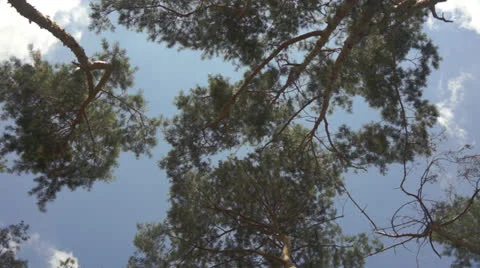 Pine tree tops 스톡 동영상 26810007