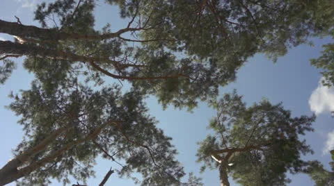 Pine tree tops 스톡 동영상 26810716
