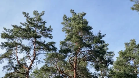 Pine Tree Tops In The Forest Stock Footage 240321833