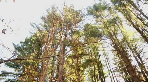 Pine tree tops pan Stock Footage 8984223
