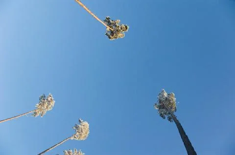 Pine tree tops Stock Photos