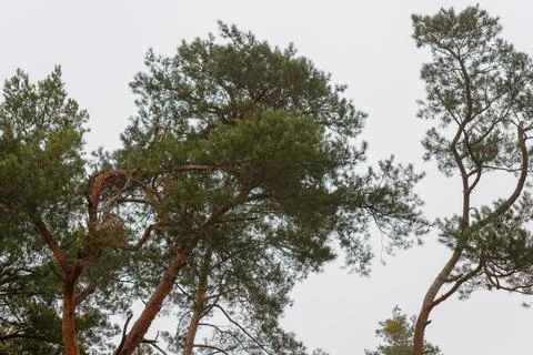 Pine tree tops reaching cloudy sky Stock Photos