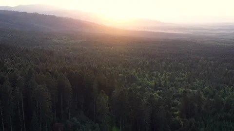 Pine tree tops at sunset seen from a drone. Stock Footage 137163150
