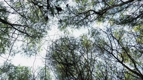 Pine tree tops waving in the wind, fir forest frog view Stock Footage 159782368