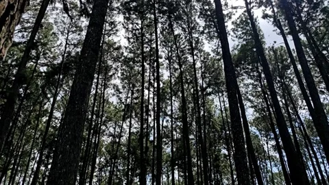 Pine tree tops in wild woods. Stock Footage 304583864
