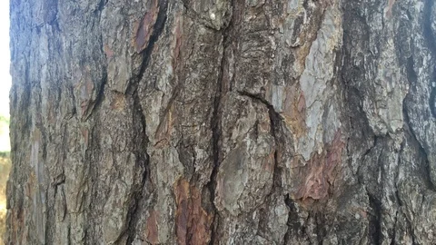 Pine tree transition close-up shoot 動画素材 86934647