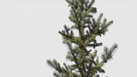 Pine tree on transparent background Stock Footage 270969970