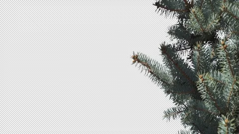 Pine tree on transparent background Stock Footage 270970158