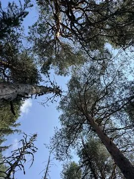 Pine Tree Treetops and Blue Sky View from Below Stock-Fotos