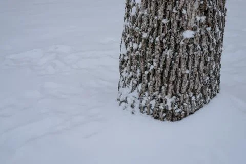 Pine tree trunck with snow Stock Photos
