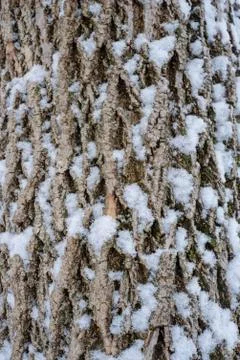 Pine tree trunck with snow Stock Photos