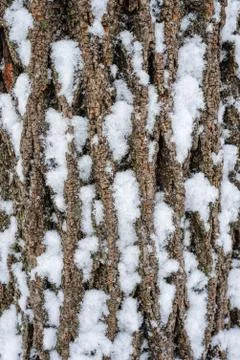 Pine tree trunck with snow Stock Photos