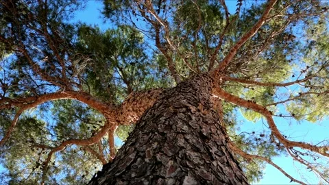 Pine tree trunk and branches from a low angle of view Stock Footage 140648871