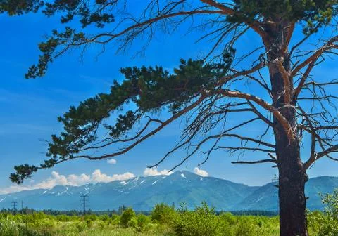 Pine Tree Trunk and Branches, Highland Valley, Power Line, Blue Sky and White Foto stock