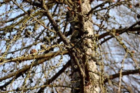 Pine tree trunk and branches with buds and cones against a blue sky Foto stock