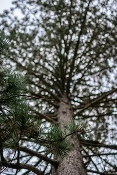 Pine tree trunk and branches viewed from below. Stock Photos