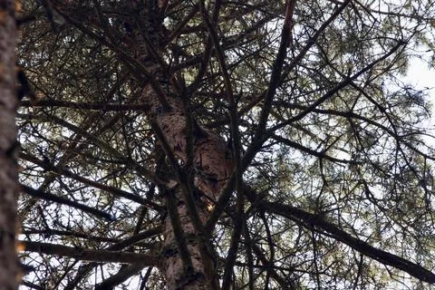 Pine tree trunk and branches viewed from below Stock Photos