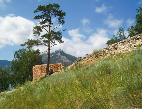Pine tree trunk and green grass against the background of clouds and blue sky Foto stock