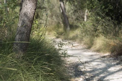Pine Tree Trunk and Vegetation Beside Forest Path With Negative Space Stock Photos