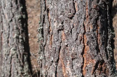 Pine tree trunk bark Stock Photos