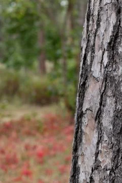 Pine Tree Trunk Bark Texture Close up on blurred red background Stock Photos