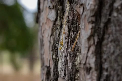 Pine Tree Trunk Bark Texture Close up on blurred background Stock Photos