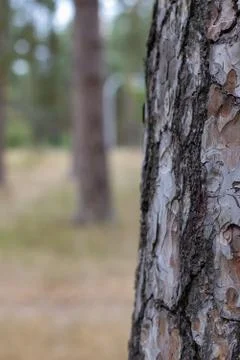 Pine Tree Trunk Bark Texture Close up park way bg Stock Photos