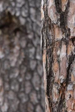 Pine Tree Trunk Bark Texture Close up on blurred Pine bg Stock Photos