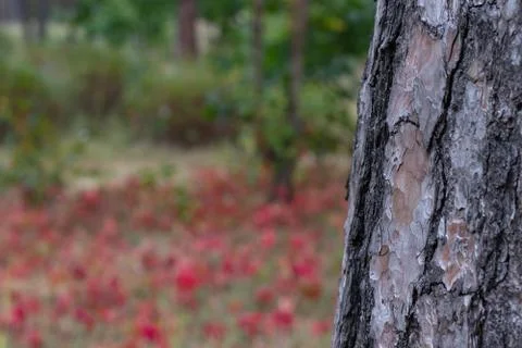 Pine Tree Trunk Bark Texture Close up on red leaves bg Stock Photos