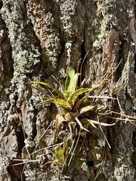 Pine tree trunk with bromlia 스톡 사진