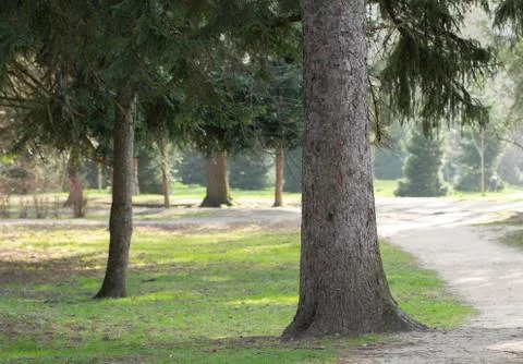Pine tree trunk close-up. City Park. Stock Photos