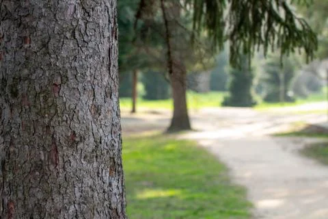 Pine tree trunk close-up. City Park. Stock Photos