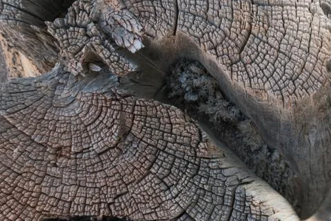 Pine Tree trunk close up in New Mexico. Stock Photos