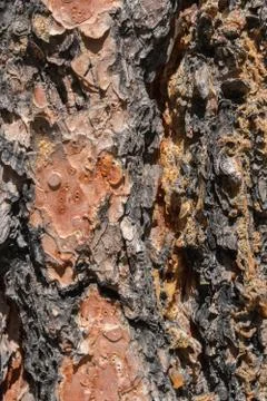 Pine tree trunk close up pattern. Stock Photos
