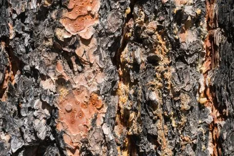 Pine tree trunk close up pattern. Foto stock