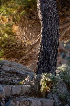 Pine tree trunk close up on sunlight, blurred forest on background Stock Photos