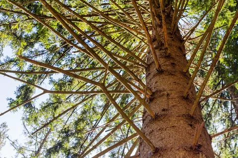 PIne tree trunk close-up view Stock Photos