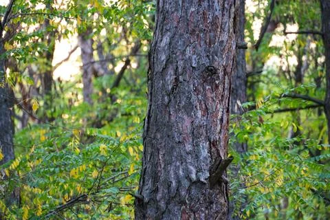 Pine tree trunk in the coniferous forest growing in countryside on a sunny .. Stock Photos