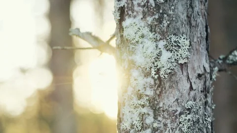 Pine-tree trunk covered with night frost and moss 4K Stock Footage 129316934