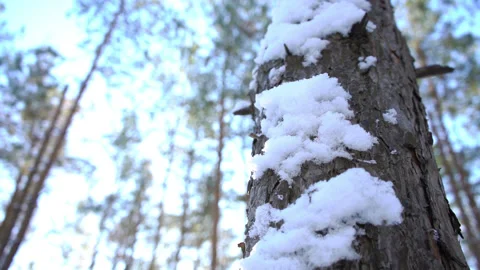 Pine tree trunk covered with snow in a forest. Sunny winter day. Slow Motion Stock Footage 145762868