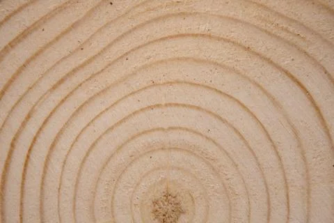 Pine tree trunk cross-section with annual rings. Lumber piece close-up. Stock Photos