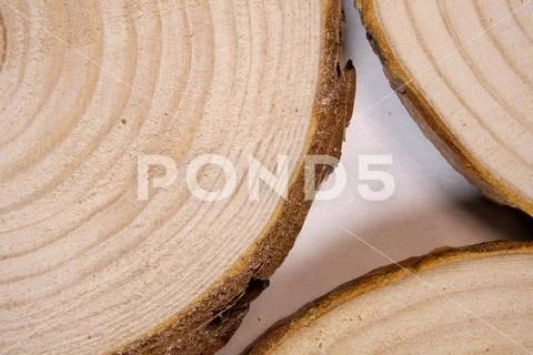 Pine tree trunk cross-section with annual rings. Lumber piece close-up. Stock Photos