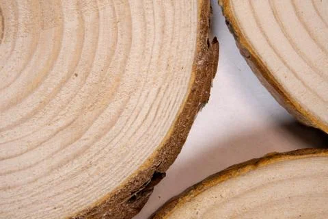 Pine tree trunk cross-section with annual rings. Lumber piece close-up. Stock Photos