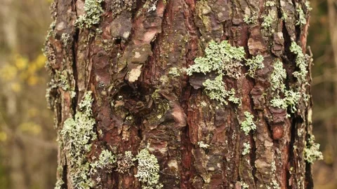 Pine Tree Trunk Details with Bark with White Moss, Close Up Pedestal shot 動画素材 234503769