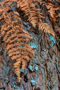 Pine tree trunk with dry orange leaves and green lichens. Stock Photos
