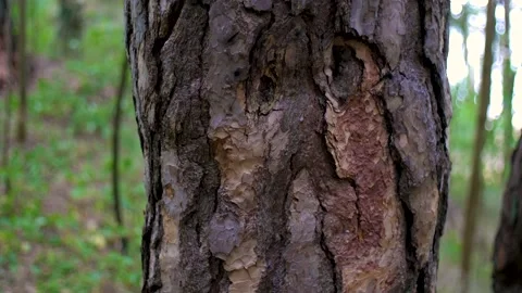 Pine tree trunk with expressive bark texture Stock Footage 161097126