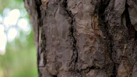Pine tree trunk with expressive bark texture Stock Footage 161864784